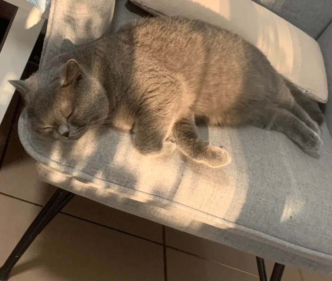 猫怎么补钙(猫补钙吃什么食物最好最快)-硒宝网