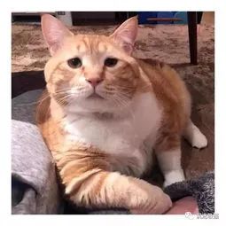 猫怎么补钙(猫补钙吃什么食物最好最快)-硒宝网