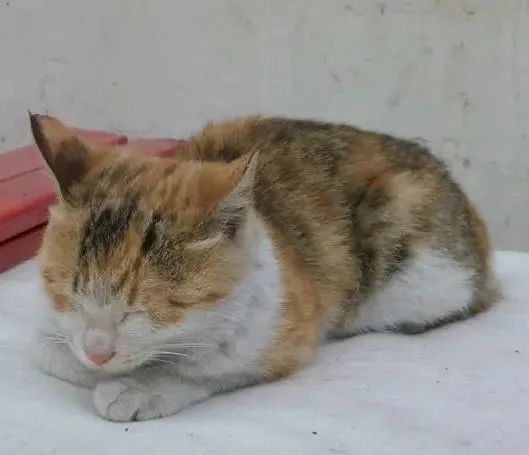 猫怎么补钙(猫补钙吃什么食物最好最快)-硒宝网