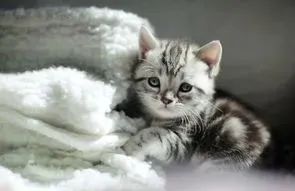 猫怎么补钙(猫补钙吃什么食物最好最快)-硒宝网