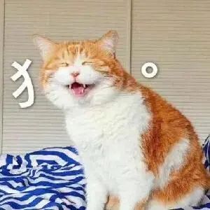 猫怎么补钙(猫补钙吃什么食物最好最快)-硒宝网