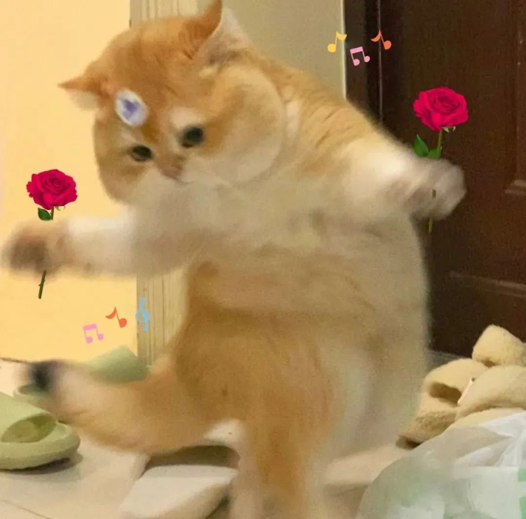 猫怎么补钙(怎么给猫补钙)-硒宝网