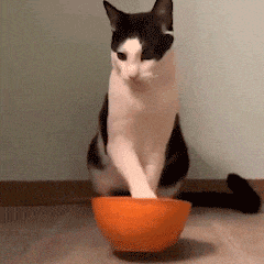 猫怎么补钙(怎么给猫补钙)-硒宝网