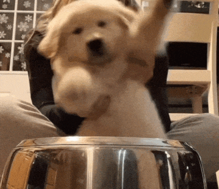 猫怎么补钙(怎么给猫补钙)-硒宝网