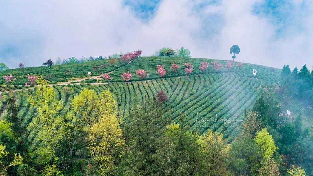 紫阳富硒茶私人订制（紫阳富硒茶制作工艺）-硒宝网