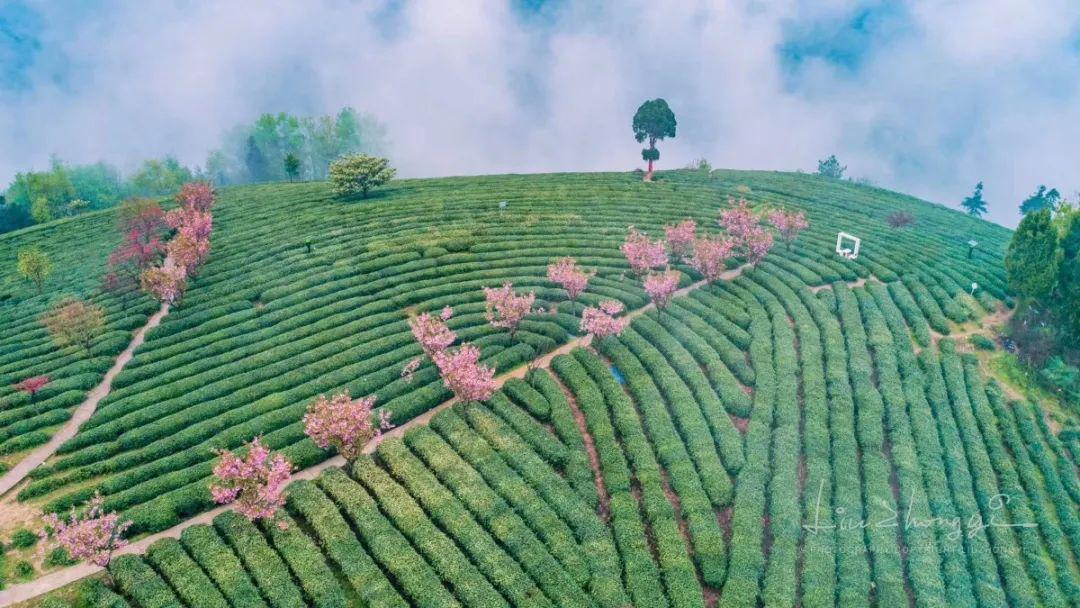 紫阳富硒茶私人订制（紫阳富硒茶制作工艺）-硒宝网