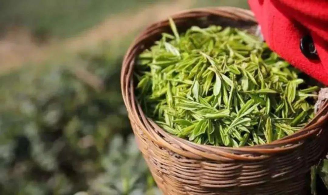 紫阳富硒茶私人订制（紫阳富硒茶制作工艺）-硒宝网