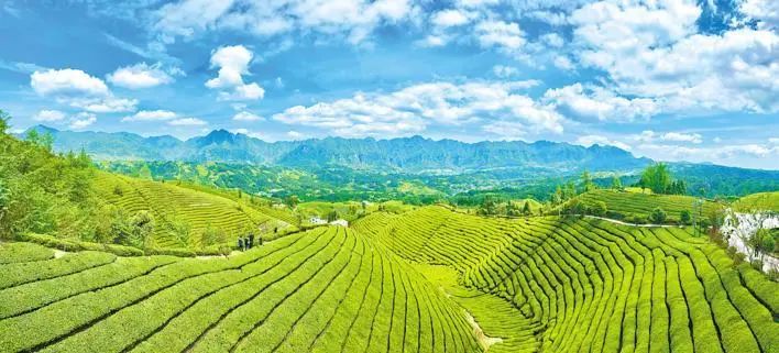 武汉富硒茶玉露费用（恩施富硒茶玉露）-硒宝网