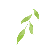 武汉富硒茶玉露费用（恩施富硒茶玉露）-硒宝网