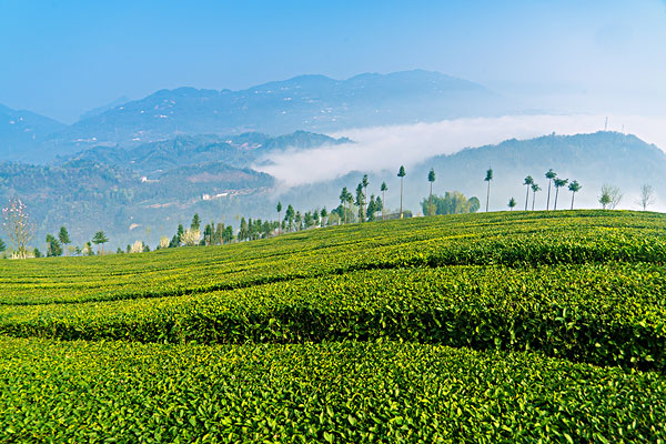 恩施富硒茶采摘时间(恩施富硒茶市场定位分析)-硒宝网