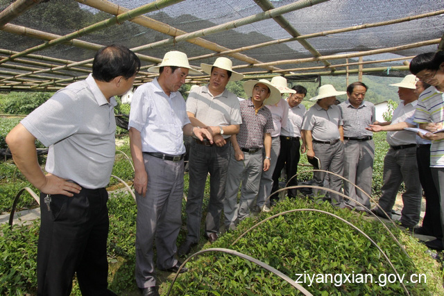 紫阳富硒茶生产周期（紫阳富硒茶生产周期）-硒宝网