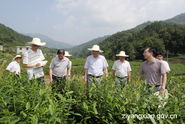 紫阳富硒茶生产周期（紫阳富硒茶生产周期）-硒宝网