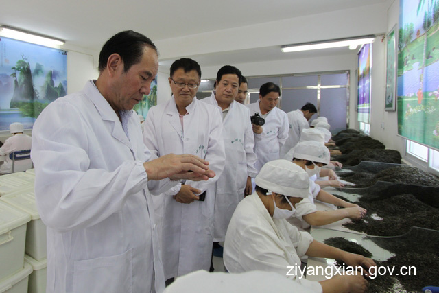 紫阳富硒茶生产周期（紫阳富硒茶生产周期）-硒宝网