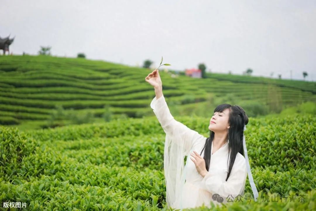 恩施富硒茶采摘时间(恩施富硒茶21年新茶价格)-硒宝网