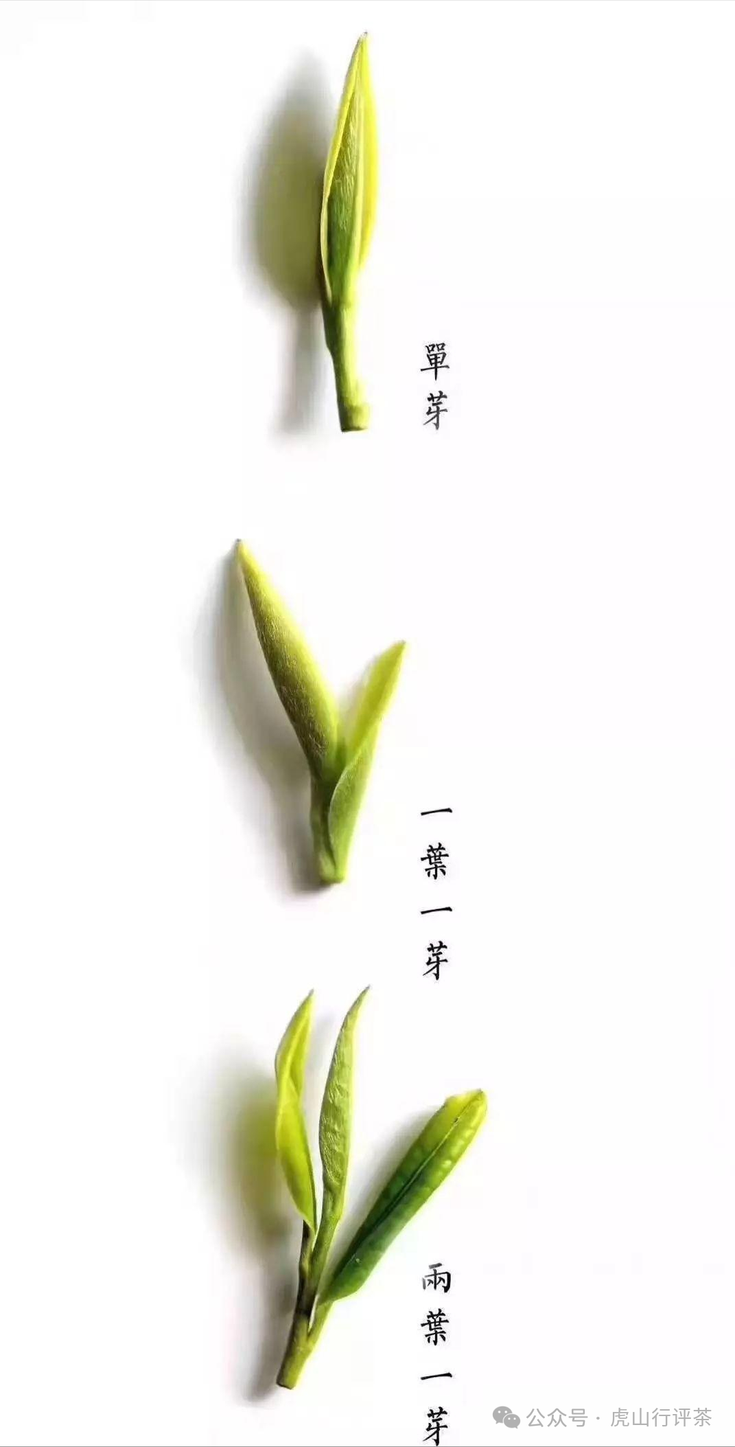 恩施富硒茶采摘时间(恩施富硒茶21年新茶价格)-硒宝网