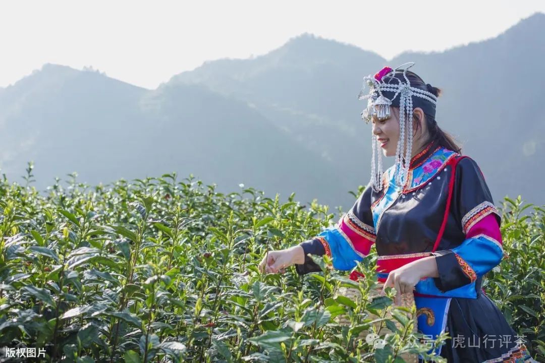 恩施富硒茶采摘时间(恩施富硒茶21年新茶价格)-硒宝网