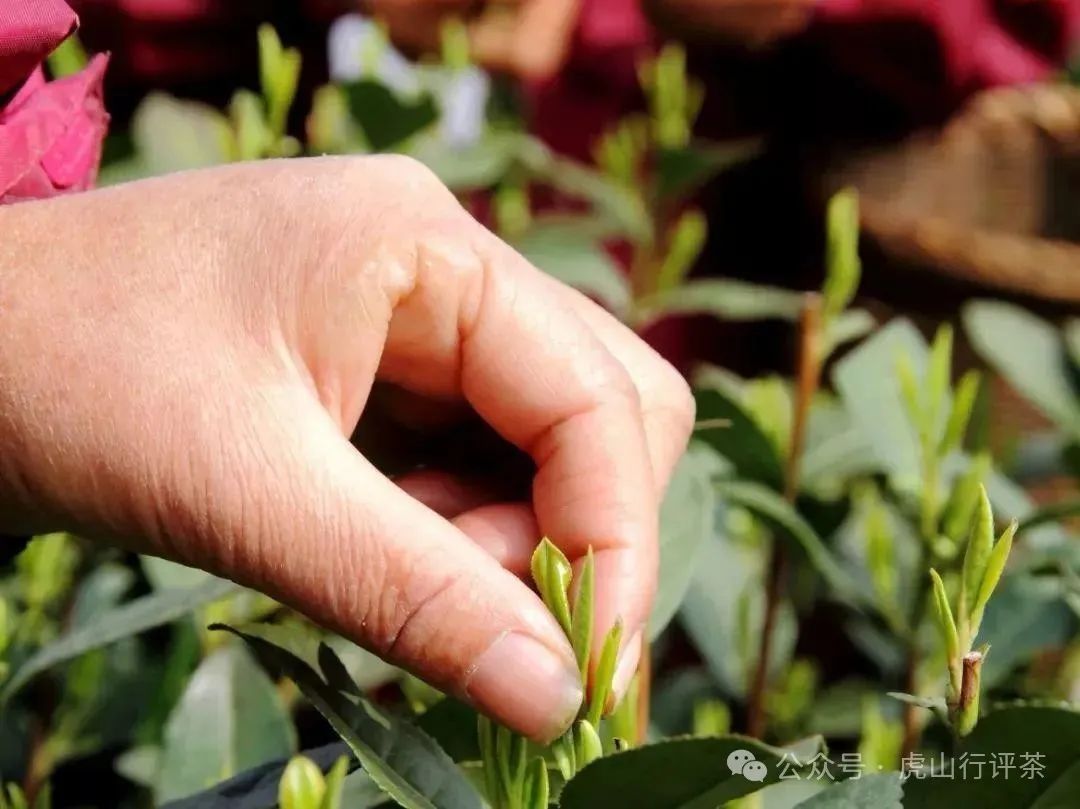 恩施富硒茶采摘时间(恩施富硒茶21年新茶价格)-硒宝网