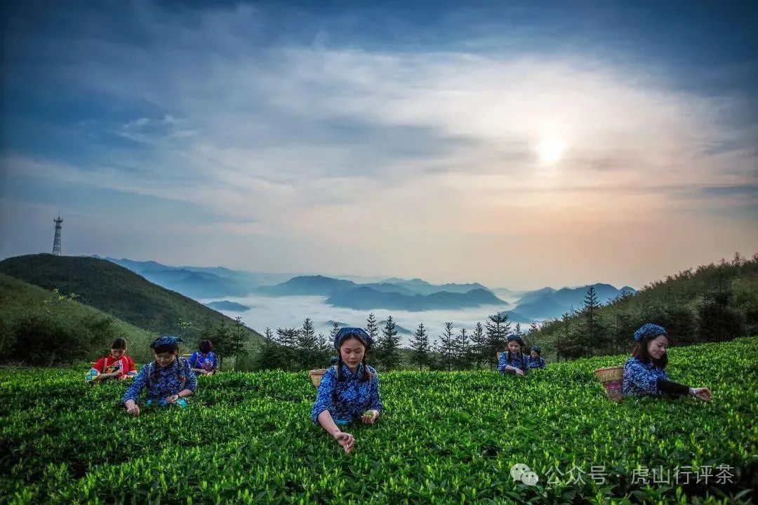 恩施富硒茶采摘时间(恩施富硒茶21年新茶价格)-硒宝网