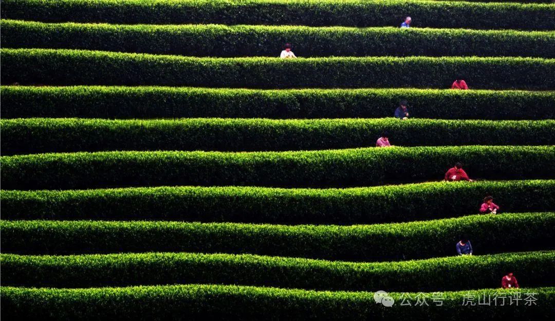 恩施富硒茶采摘时间(恩施富硒茶21年新茶价格)-硒宝网