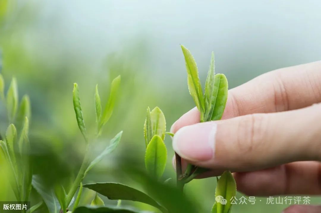 恩施富硒茶采摘时间(恩施富硒茶21年新茶价格)-硒宝网