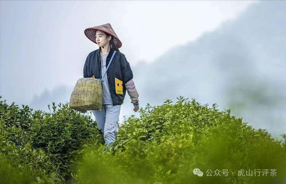 恩施富硒茶采摘时间(恩施富硒茶21年新茶价格)-硒宝网