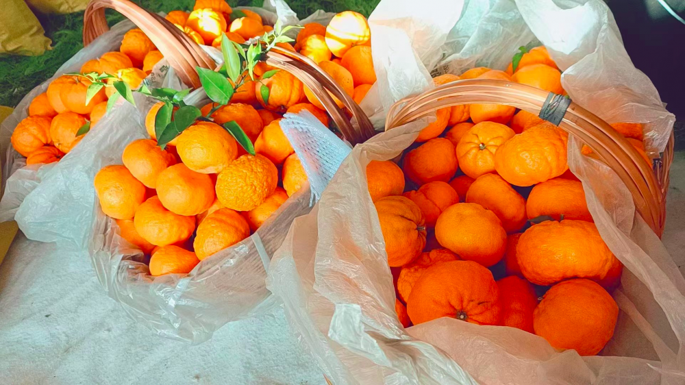 紫阳富硒茶私人订制(紫阳富硒茶多少钱)-硒宝网