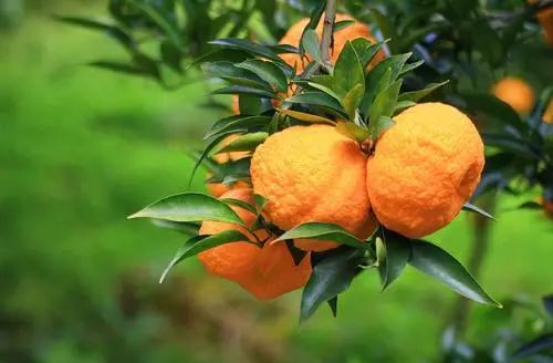 紫阳富硒茶私人订制(紫阳富硒茶多少钱)-硒宝网