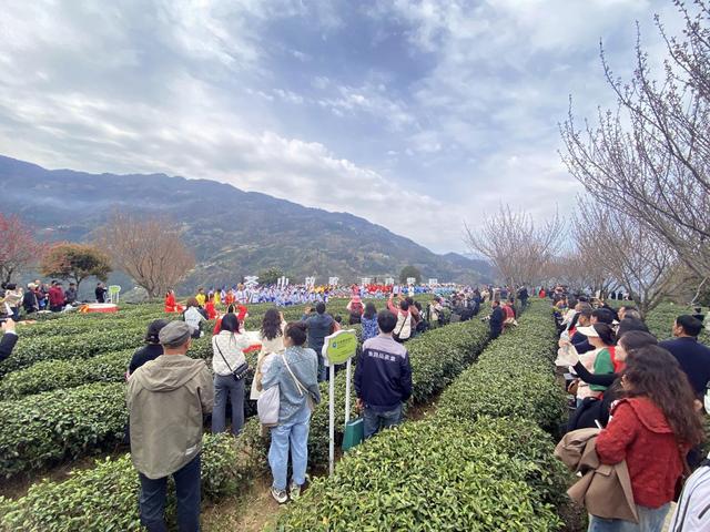 陕西紫阳富硒茶风景(陕西省紫阳富硒茶)-硒宝网