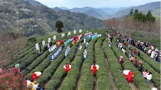 安康紫阳富硒茶简介（陕西紫阳县富硒茶）-硒宝网