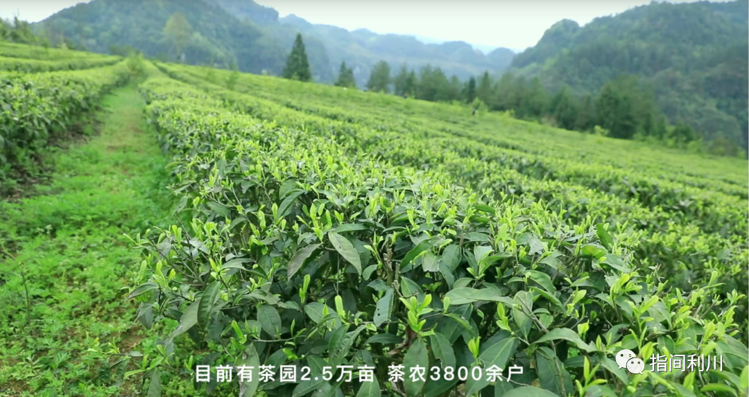 利川富硒茶绿茶价格(湖北富硒绿茶)-硒宝网