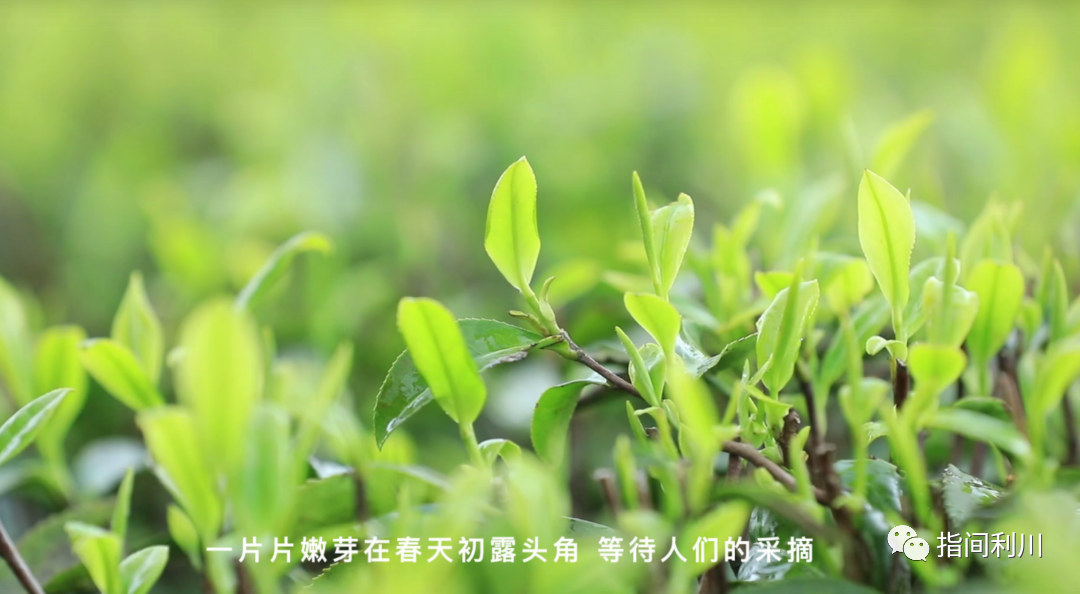 利川富硒茶绿茶价格(湖北富硒绿茶)-硒宝网
