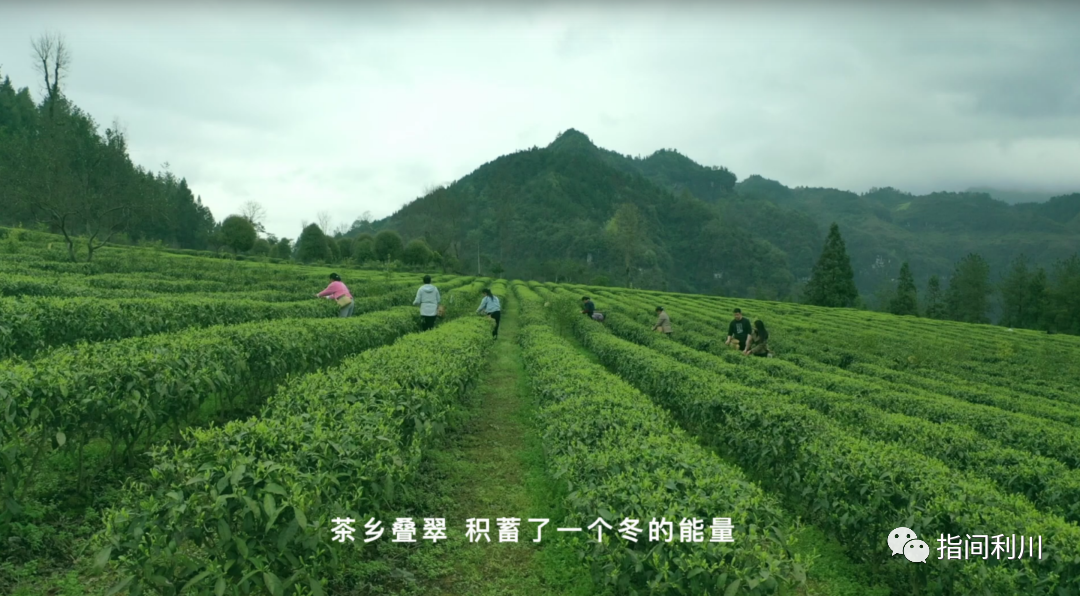 利川富硒茶绿茶价格(湖北富硒绿茶)-硒宝网