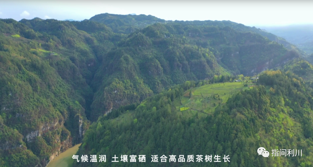 利川富硒茶绿茶价格(湖北富硒绿茶)-硒宝网