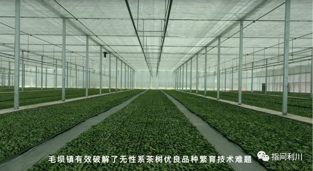 利川富硒茶绿茶价格(湖北富硒绿茶)-硒宝网