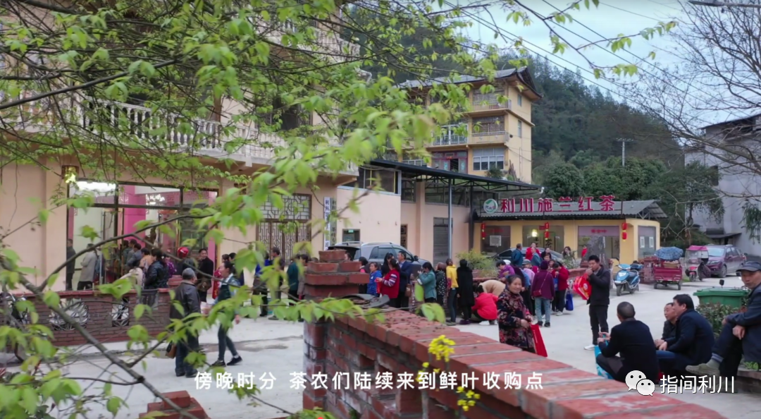 利川富硒茶绿茶价格(湖北富硒绿茶)-硒宝网