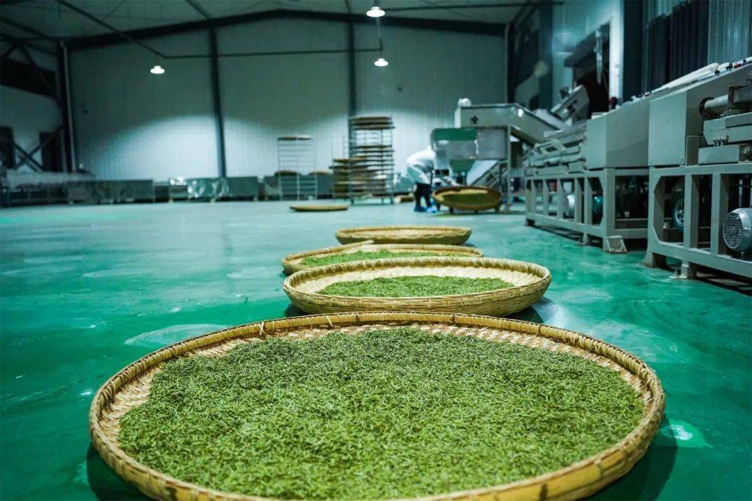 安康富硒茶春茶开园(安康富硒茶主要产自哪里)-硒宝网