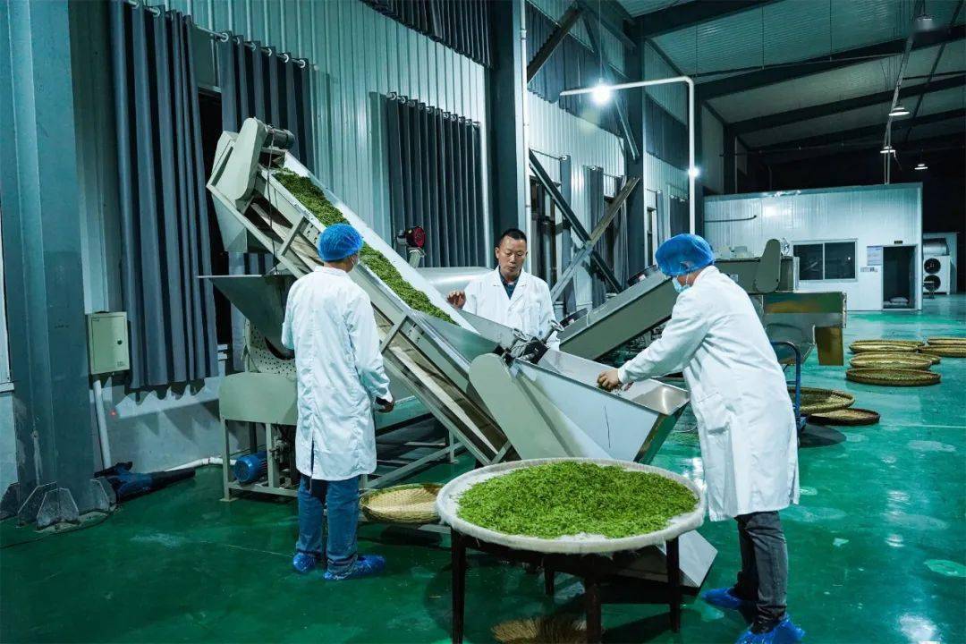 安康富硒茶春茶开园(安康富硒茶主要产自哪里)-硒宝网