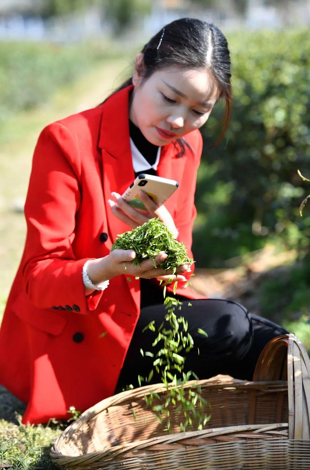 绞股蓝富硒茶的功效（富硒绞股蓝龙须茶价格）-硒宝网