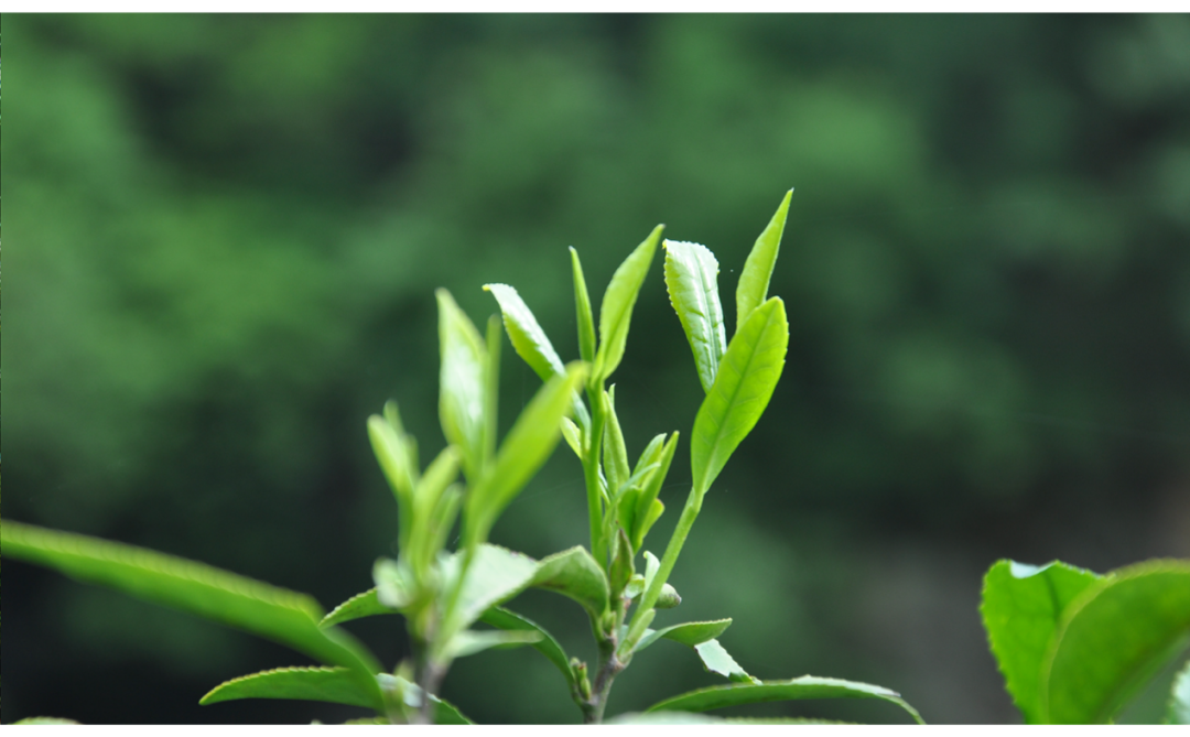 紫阳富硒茶 福禧园(紫阳富硒茶场观光园)-硒宝网