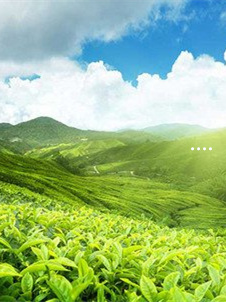 富硒茶形成生长环境(富硒茶市场分析)-硒宝网