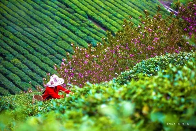 关于紫阳富硒茶介绍（紫阳茶富硒饮品价格）-硒宝网