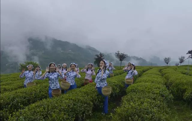 关于紫阳富硒茶介绍（紫阳茶富硒饮品价格）-硒宝网