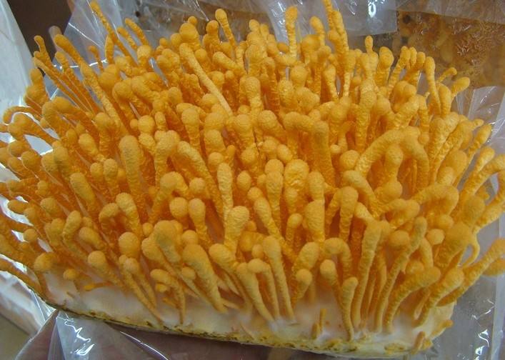 安康富硒茶产业投入(安康茶产业发展现状及特征)-硒宝网