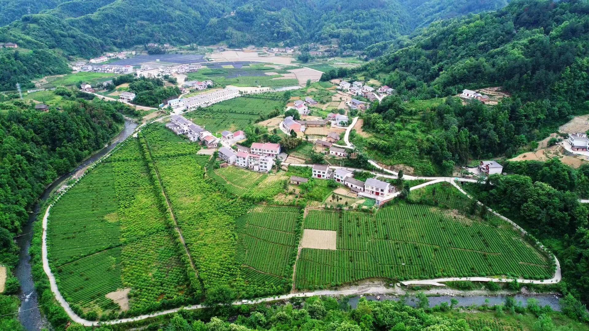 安康富硒茶产业问题（安康富硒茶发展情况）-硒宝网