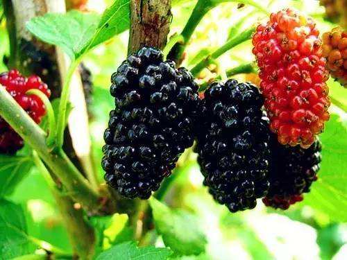 腰间盘突出需要补钙吗(腰间突出补钙盘需要多长时间)-硒宝网