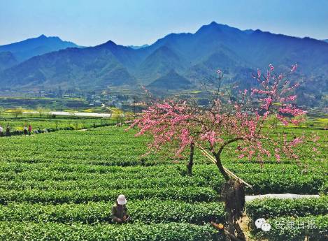 安康富硒茶品质如何（安康富硒茶的功效与作用）-硒宝网