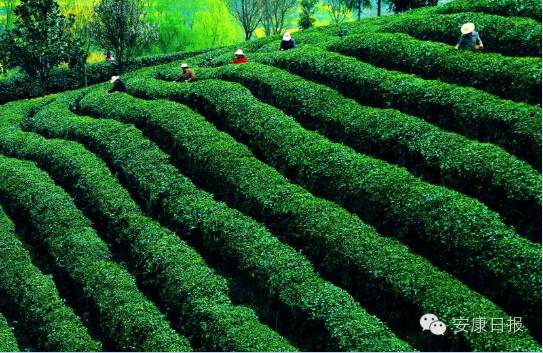 安康富硒茶品质如何（安康富硒茶的功效与作用）-硒宝网