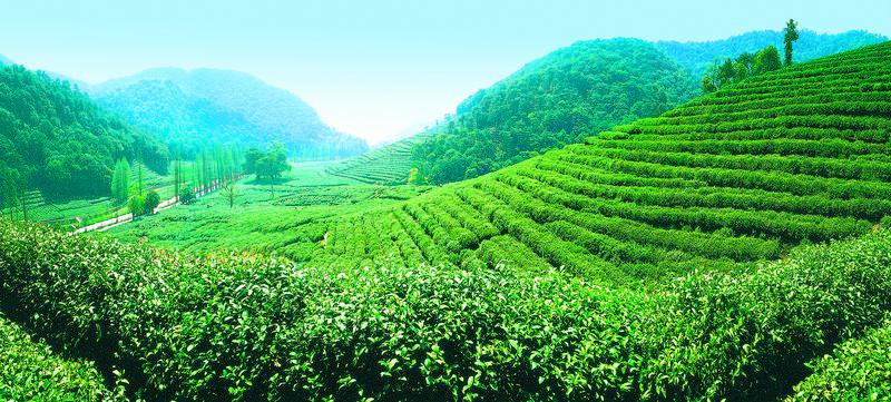 紫阳富硒茶冲泡温度（紫阳富硒茶泡出来什么颜色）-硒宝网