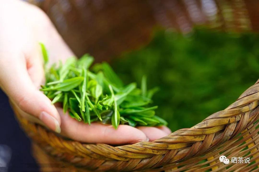 紫阳富硒茶发展历史（紫阳富硒茶核心产区）-硒宝网