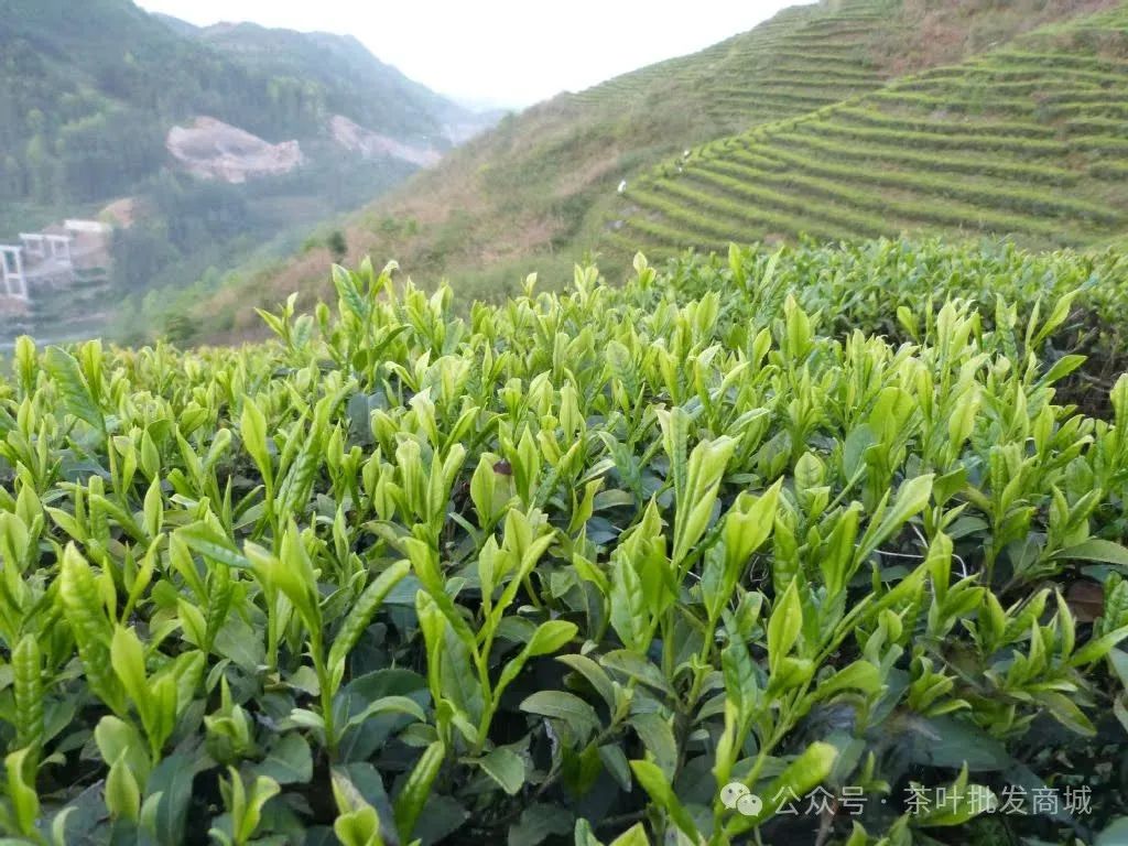 恩施富硒玉露茶特级(恩施玉露茶和富硒茶一样吗)-硒宝网